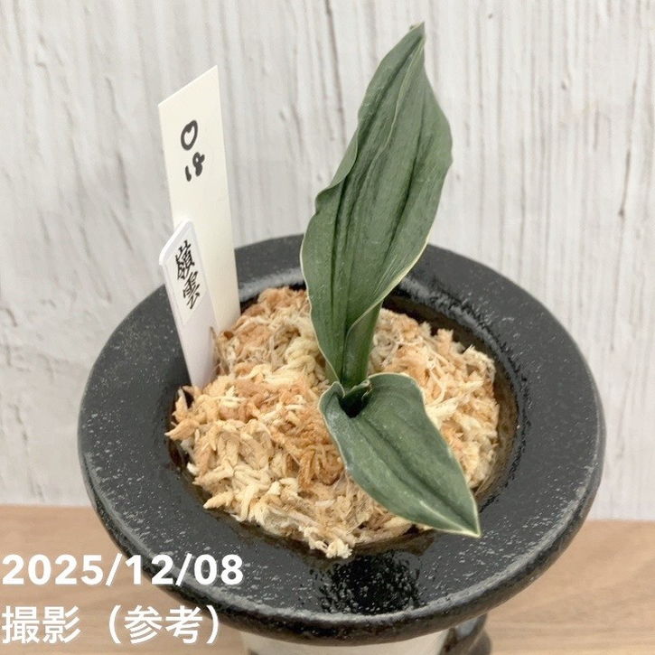 現品お届け】豊明園 万年青 オモト 嶺雲 陶器鉢（O18）｜観葉10-TU