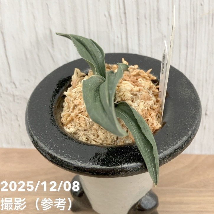 現品お届け】豊明園 万年青 オモト 嶺雲 陶器鉢（O18）｜観葉10-TU