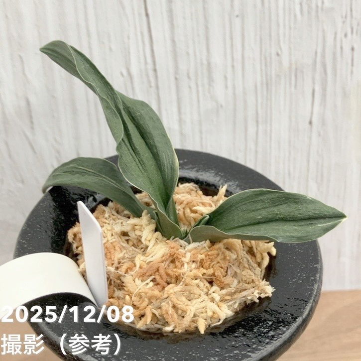 現品お届け】豊明園 万年青 オモト 嶺雲 陶器鉢（O18）｜観葉10-TU