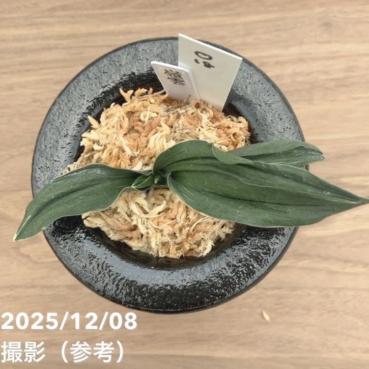 現品お届け】豊明園 万年青 オモト 嶺雲 陶器鉢（O18）｜観葉10-TU