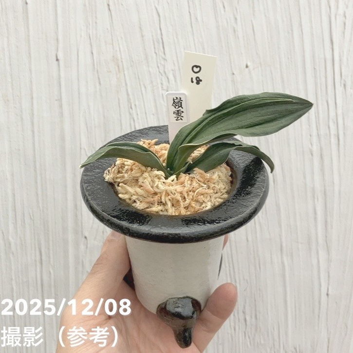 現品お届け】豊明園 万年青 オモト 嶺雲 陶器鉢（O18）｜観葉10-TU