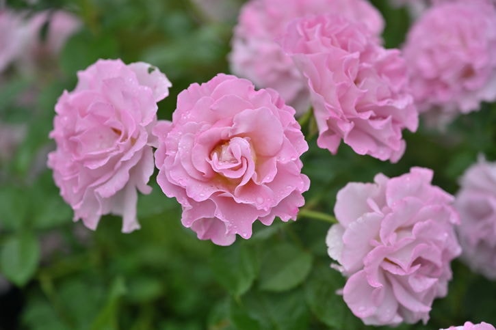 9枚バラ売り不可！！ バラ大苗 フリゼ 7号 Dorieux｜花木04-PA | 花木・庭木,バラ | 赤塚