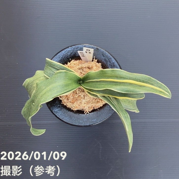 k*z様 万年青　「琴宝」　鉢植え　観葉植物　多肉 k*z様 万年青 「琴宝」 鉢植え 観葉植物 多肉 観葉植物 万年青 オモト
