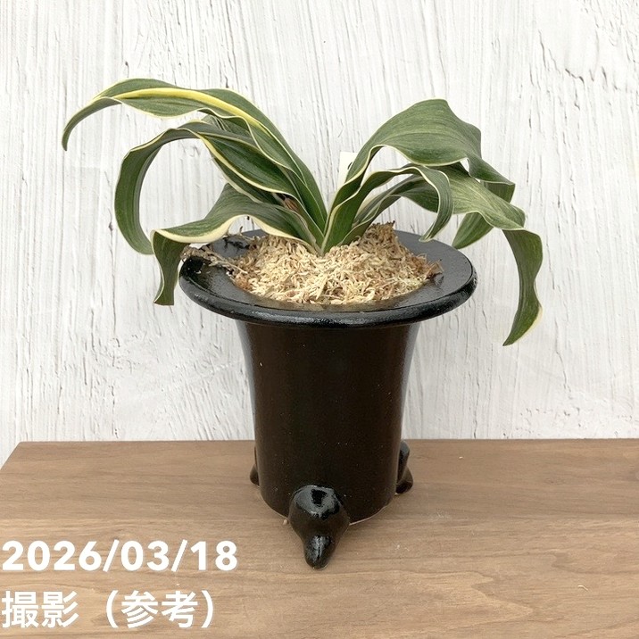 現品お届け】豊明園 万年青 オモト錦明鳳（きんめいほう）陶器鉢（O52