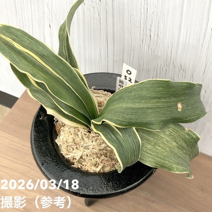 現品お届け】豊明園 万年青 オモト錦明鳳（きんめいほう）陶器鉢（O52