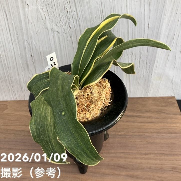 現品お届け】豊明園 万年青 オモト錦明鳳（きんめいほう）陶器鉢（O52