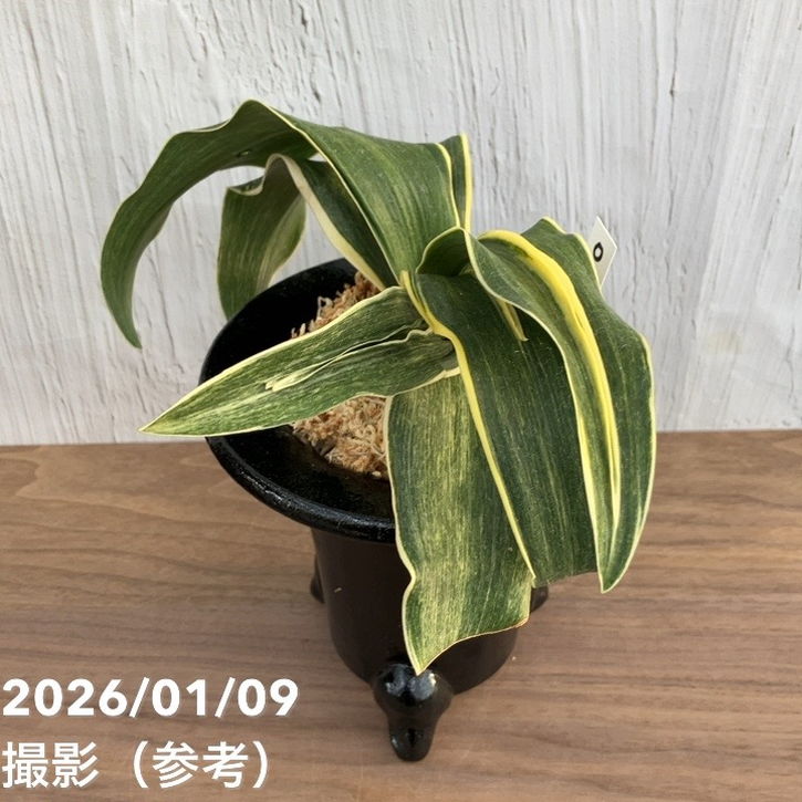 現品お届け】豊明園 万年青 オモト錦明鳳（きんめいほう）陶器鉢（O52