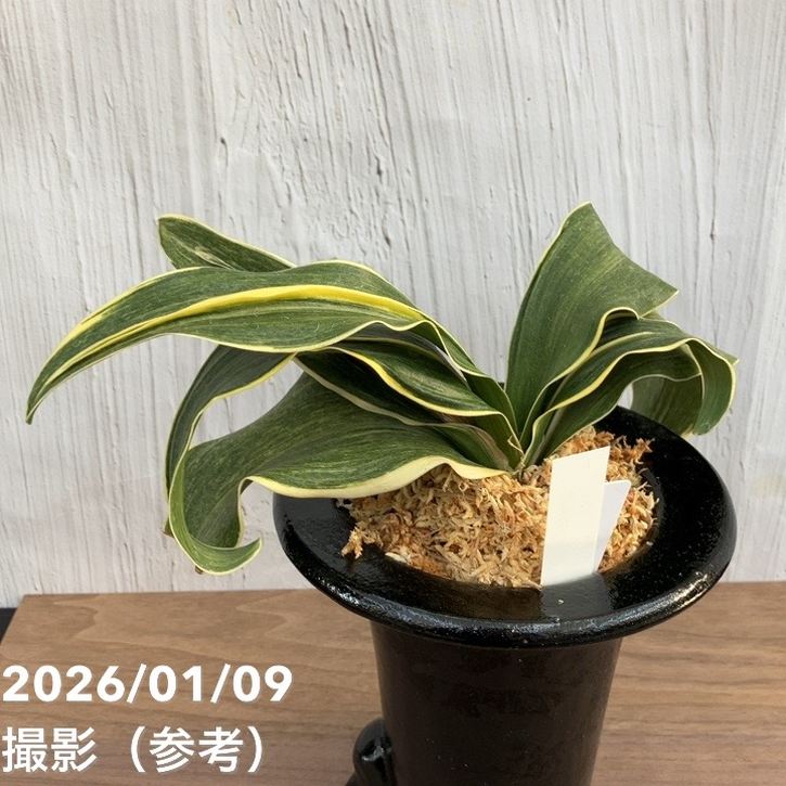 錦鉢④万年青　外径約１１.５センチ 錦鉢④万年青 外径約11.5センチ