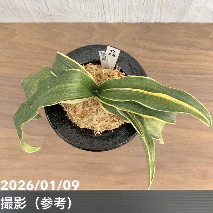 万年青「国宝錦」 万年青 国宝錦 : 万年青の豊明園のblog