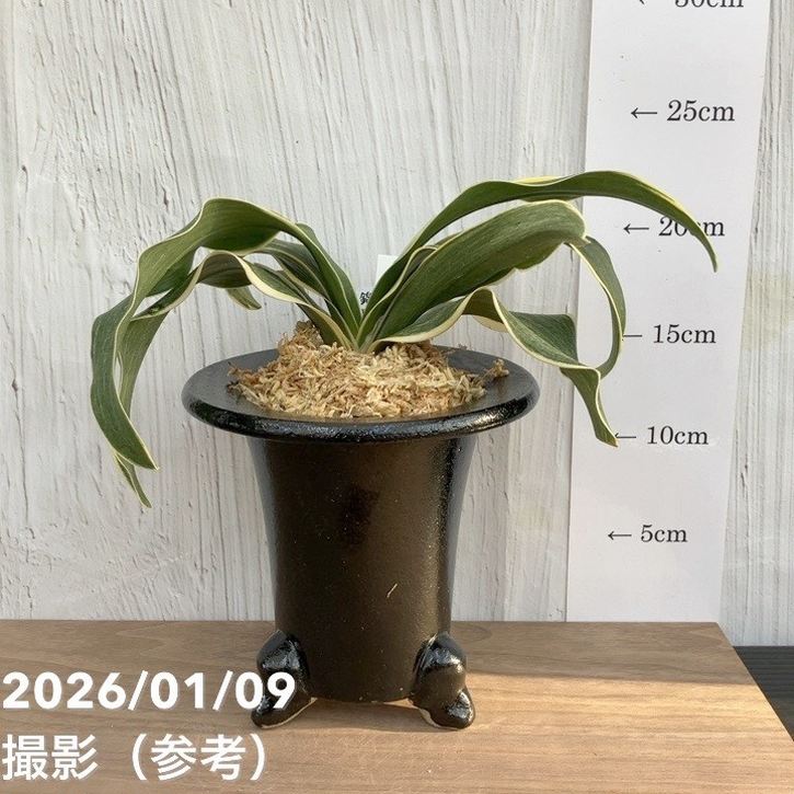 現品お届け】豊明園 万年青 オモト錦明鳳（きんめいほう）陶器鉢（O52