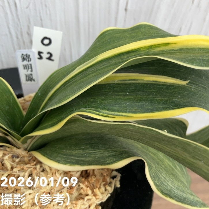 万年青「国宝錦」 国宝錦 (こくほうにしき) Kokuhonishiki – おもとの豊明園（ほうめいえん）