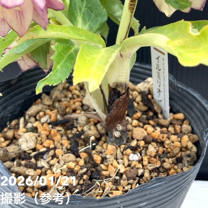 一点物】加藤農園 クリスマスローズ イルミリオン 4.5号（KT25）｜山野