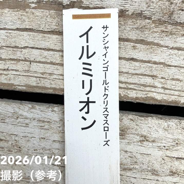 一点物】加藤農園 クリスマスローズ イルミリオン 4.5号（KT25）｜山野