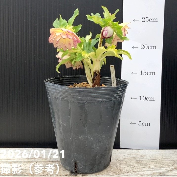 一点物】加藤農園 クリスマスローズ イルミリオン 4.5号（KT25）｜山野