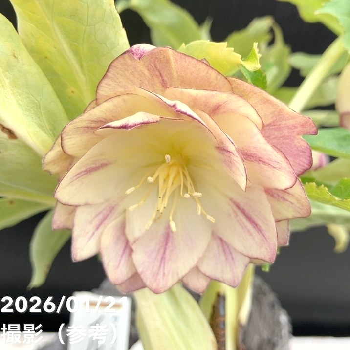 一点物】加藤農園 クリスマスローズ イルミリオン 4.5号（KT25）｜山野