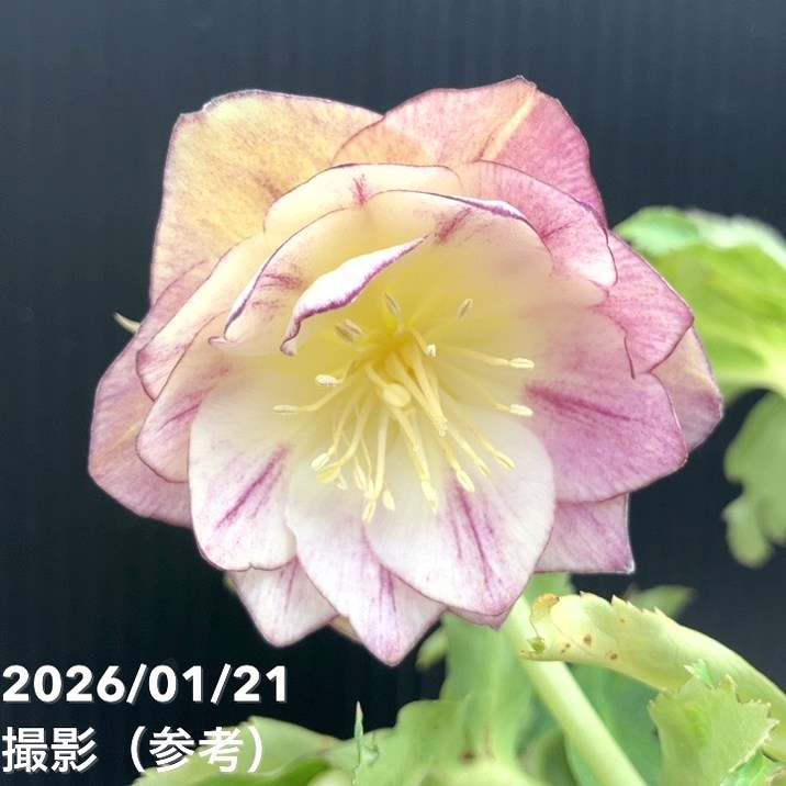 一点物】加藤農園 クリスマスローズ イルミリオン 4.5号（KT25）｜山野