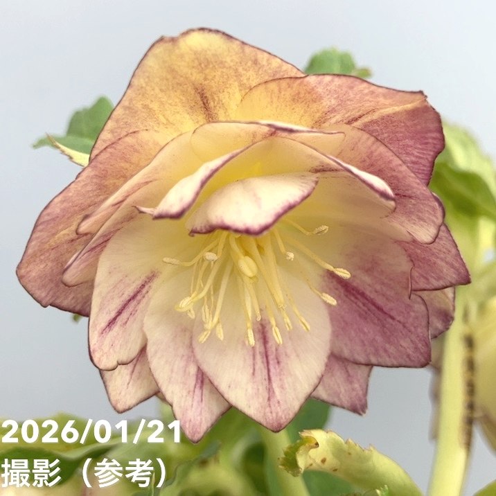 一点物】加藤農園 クリスマスローズ イルミリオン 4.5号（KT25）｜山野