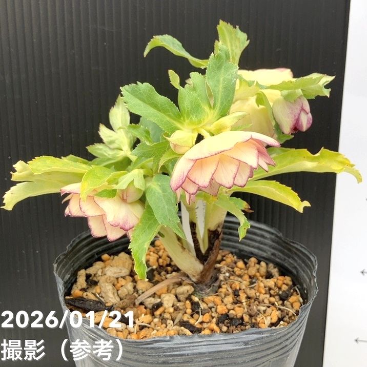 一点物】加藤農園 クリスマスローズ イルミリオン 4.5号（KT25）｜山野