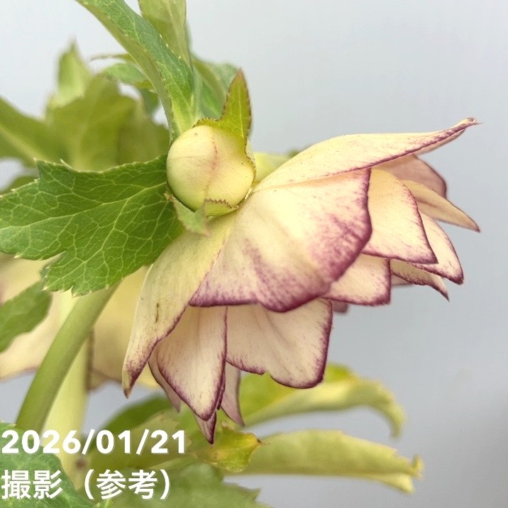 一点物】加藤農園 クリスマスローズ イルミリオン 4.5号（KT25）｜山野