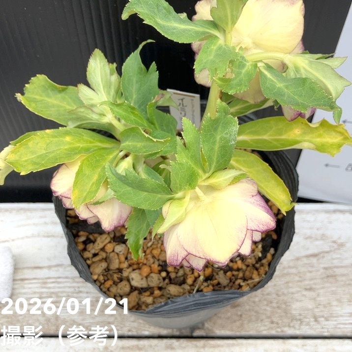 一点物】加藤農園 クリスマスローズ イルミリオン 4.5号（KT25）｜山野