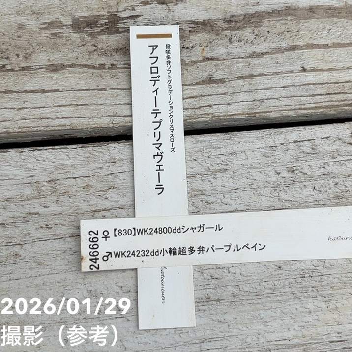 一点物】加藤農園 クリスマスローズ アフロディーテプリマヴェーラ 4.5