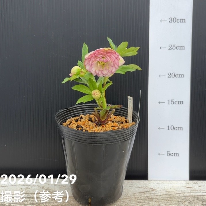 一点物】加藤農園 クリスマスローズ アフロディーテプリマヴェーラ 4.5