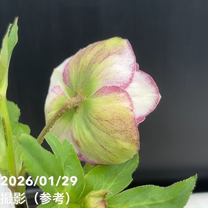 一点物】加藤農園 クリスマスローズ アフロディーテプリマヴェーラ 4.5