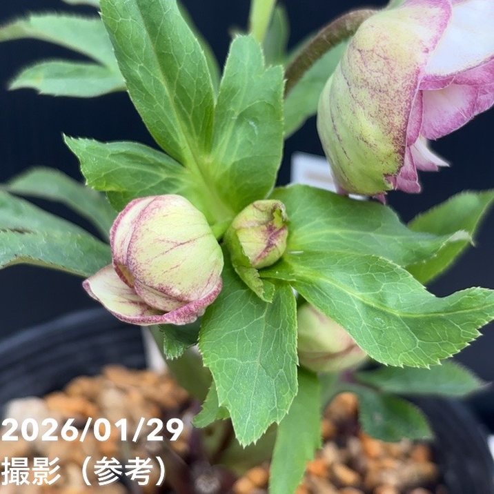 一点物】加藤農園 クリスマスローズ アフロディーテプリマヴェーラ 4.5