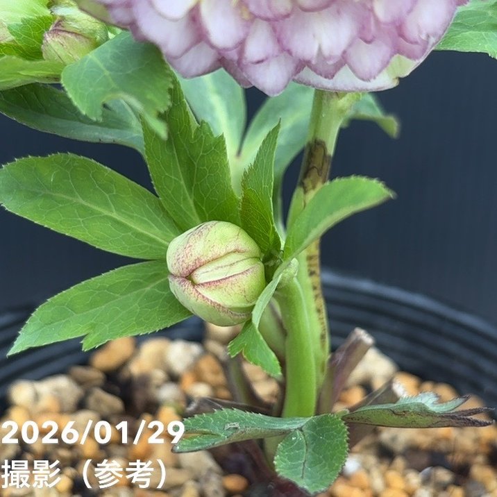 一点物】加藤農園 クリスマスローズ アフロディーテプリマヴェーラ 4.5