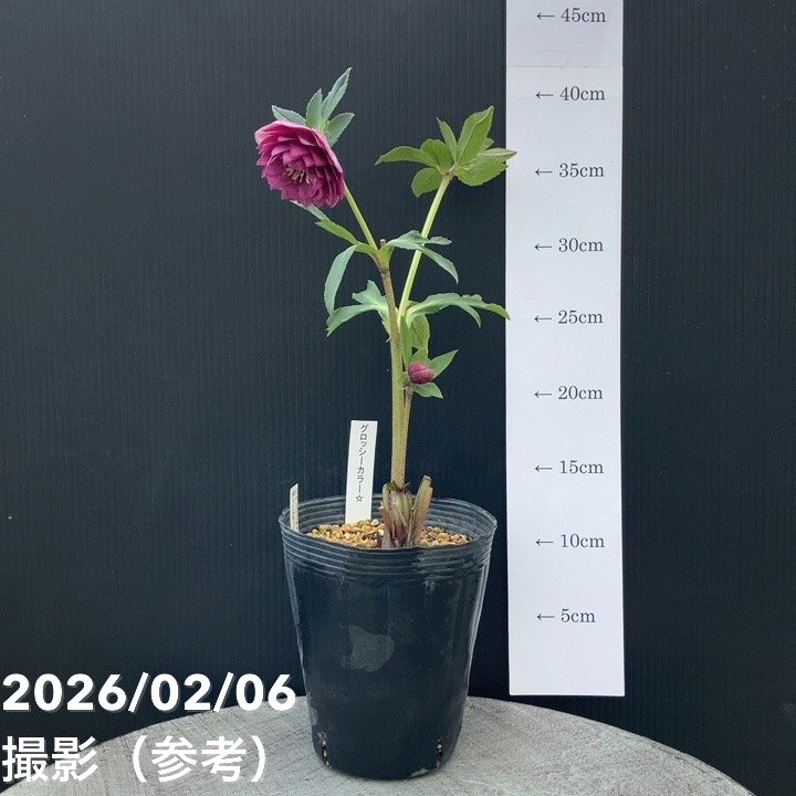 お買い得一点物咲き進み株】加藤農園 クリスマスローズ グロッシー