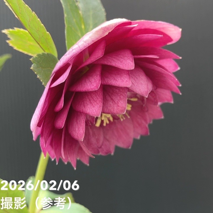 お買い得一点物咲き進み株】加藤農園 クリスマスローズ グロッシー