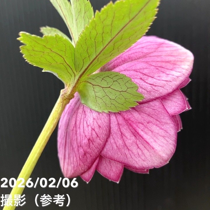 お買い得一点物咲き進み株】加藤農園 クリスマスローズ グロッシー