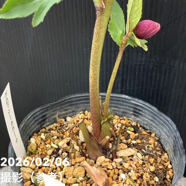 お買い得一点物咲き進み株】加藤農園 クリスマスローズ グロッシー