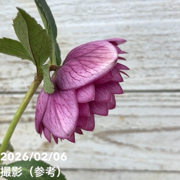 お買い得一点物咲き進み株】加藤農園 クリスマスローズ グロッシー