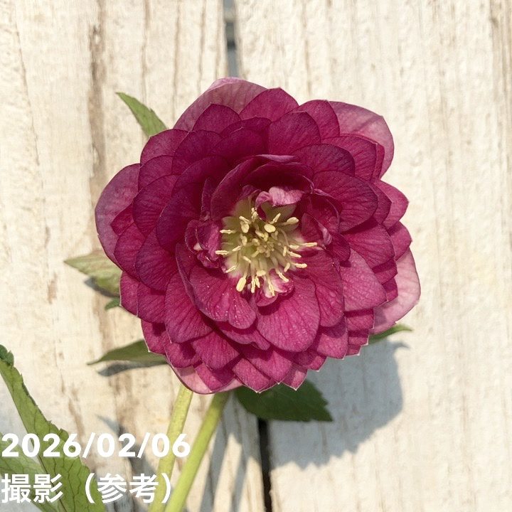 お買い得一点物咲き進み株】加藤農園 クリスマスローズ グロッシー