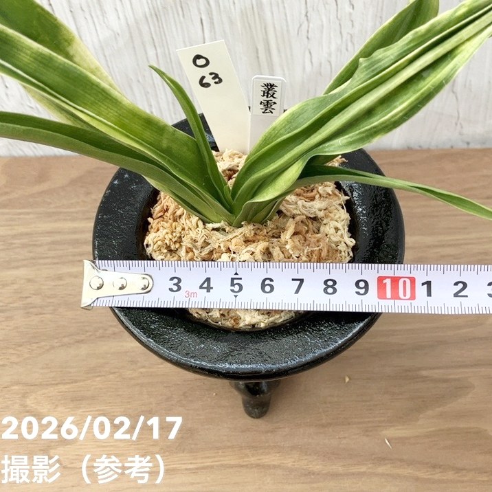 現品お届け】豊明園 万年青 オモト 叢雲（むらくも）陶器鉢（O63