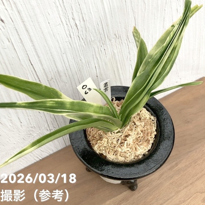 現品お届け】豊明園 万年青 オモト 叢雲（むらくも）陶器鉢（O63