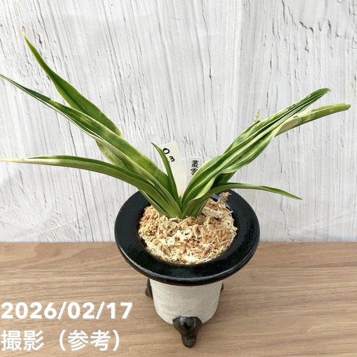 現品お届け】豊明園 万年青 オモト 叢雲（むらくも）陶器鉢（O63