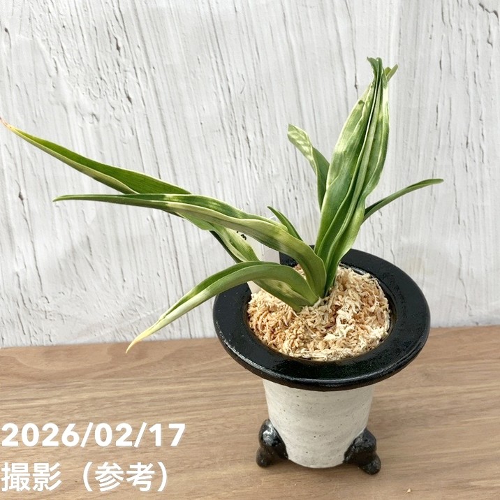 現品お届け】豊明園 万年青 オモト 叢雲（むらくも）陶器鉢（O63