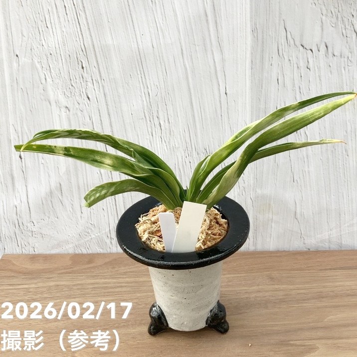 現品お届け】豊明園 万年青 オモト 叢雲（むらくも）陶器鉢（O63