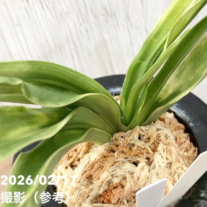 現品お届け】豊明園 万年青 オモト 叢雲（むらくも）陶器鉢（O63