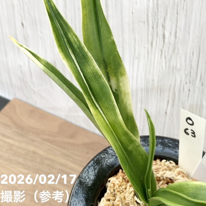 現品お届け】豊明園 万年青 オモト 叢雲（むらくも）陶器鉢（O63