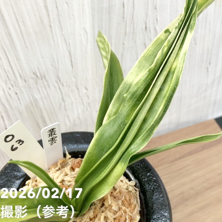 現品お届け】豊明園 万年青 オモト 叢雲（むらくも）陶器鉢（O63