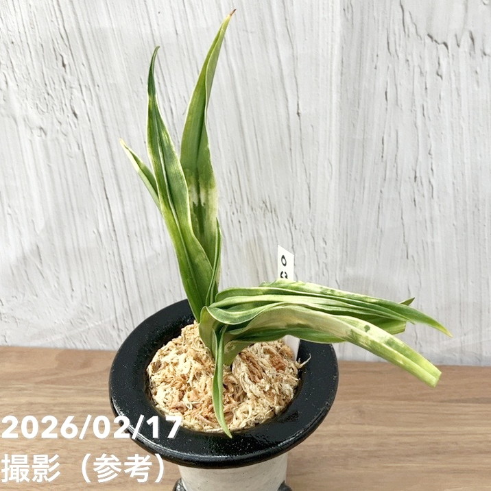 現品お届け】豊明園 万年青 オモト 叢雲（むらくも）陶器鉢（O63