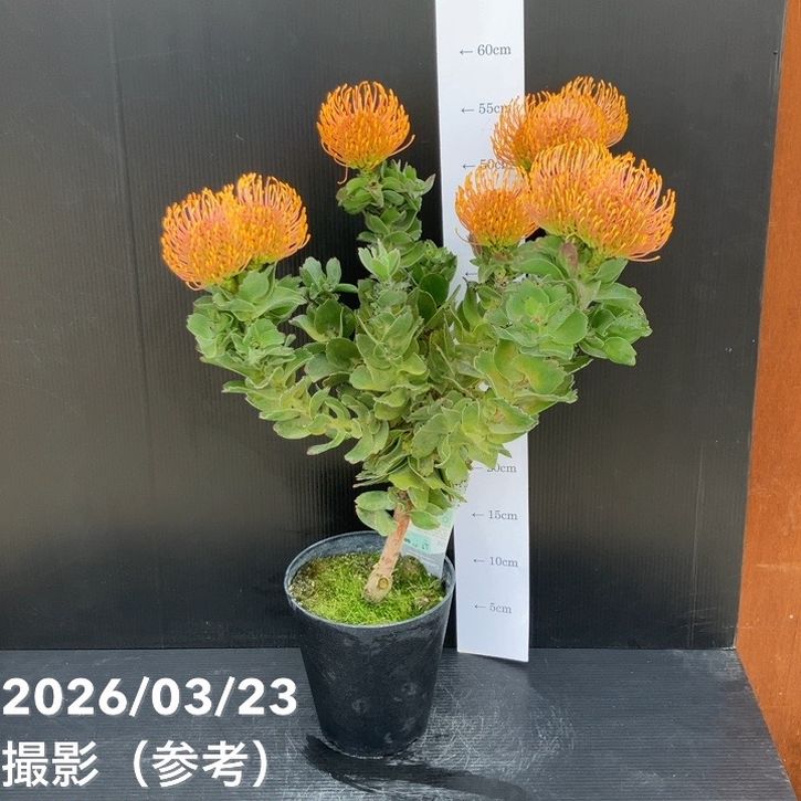 お買い得！】リューコスペルマム カーニバルコースト 5号｜花木10-TU