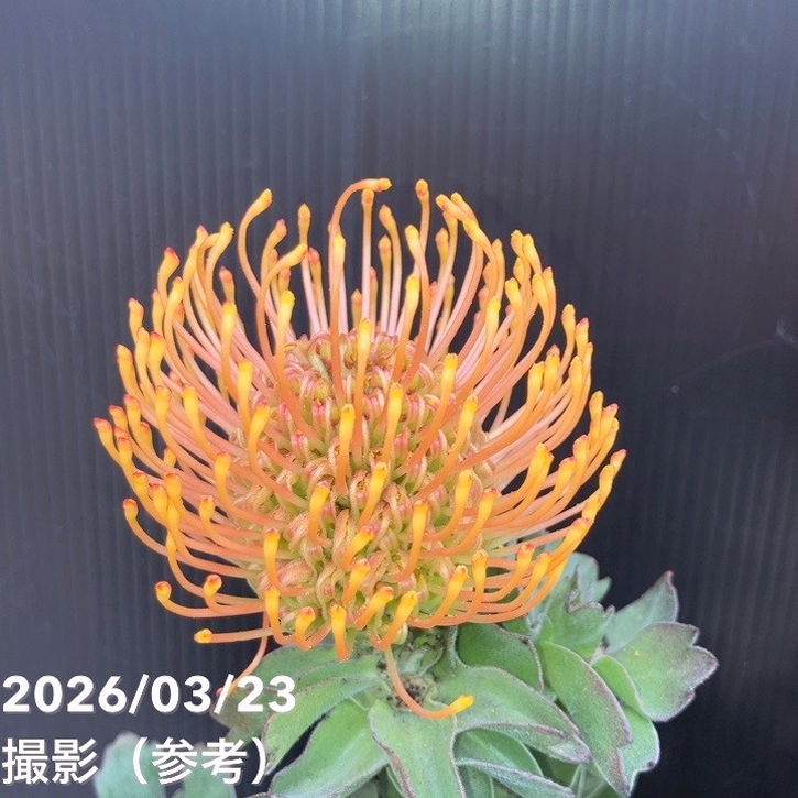 お買い得！】リューコスペルマム カーニバルコースト 5号｜花木10-TU