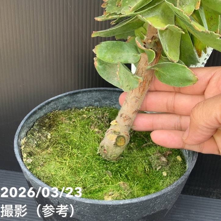 お買い得！】リューコスペルマム カーニバルコースト 5号｜花木10-TU