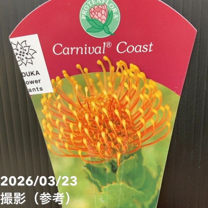 お買い得！】リューコスペルマム カーニバルコースト 5号｜花木10-TU