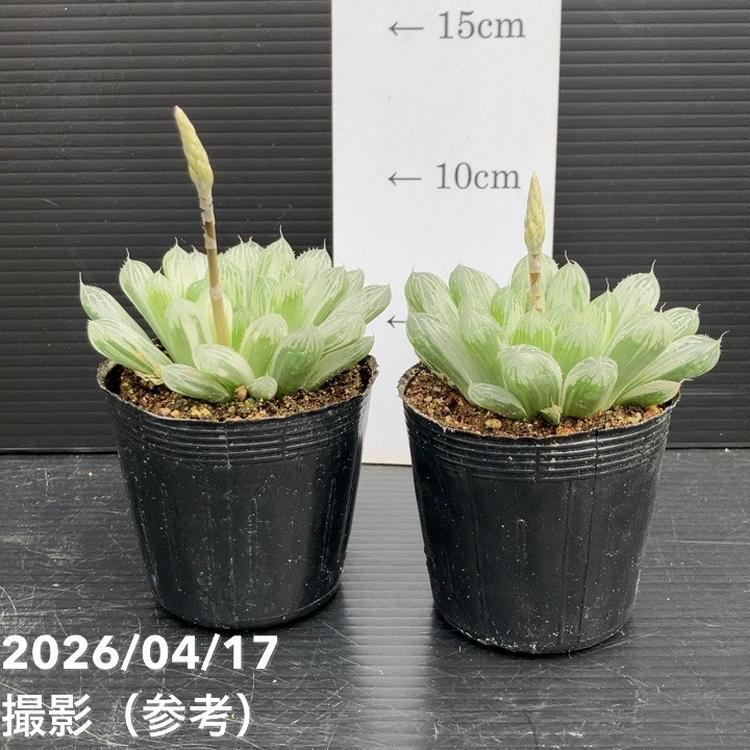 確認用オブツーサ ハオルチア オブツーサ 斑入り 2.5号 2鉢セット｜観葉10-TU | 観葉