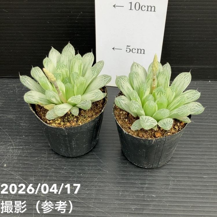 ハオルチア オブツーサ 斑入り 2.5号 2鉢セット｜観葉10-TU | 観葉